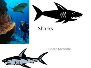 Sharks 															 Hunter Mcbride 