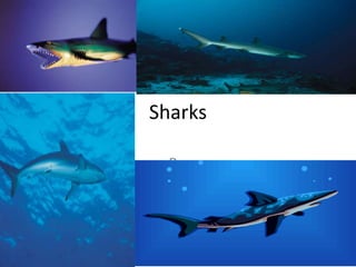 Sharks By, CambrieCurrence 