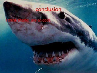 conclusionI think sharks  are so cool.