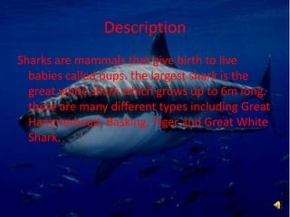 DescriptionSharks are mammals that give birth to live babies called pups. the largest shark is the great white shark which grows up to 6m long. there are many different types including Great Hammerhead, Basking, Tiger and Great White Shark. 