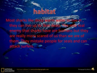 Most sharks like deep warm water to live in , they can live up to 3km deep. The only real enemy that sharks have are humans but they are really more scared of us than we are of them. They mistake people for seals and can attack surfers.habitat