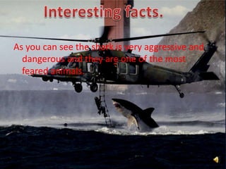 As you can see the shark is very aggressive and dangerous and they are one of the most feared animals.Interesting facts.