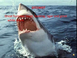 answerGreat hummer head, basking, tiger and great white shark.