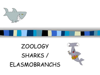 ZOOLOGY SHARKS / ELASMOBRANCHS 