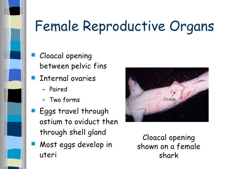 Great White Shark Reproduction | Sharks 12 Great White Shark Reproduction | Sharks 12
