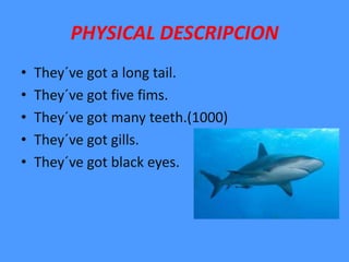 PHYSICAL DESCRIPCION
• They´ve got a long tail.
• They´ve got five fims.
• They´ve got many teeth.(1000)
• They´ve got gil...