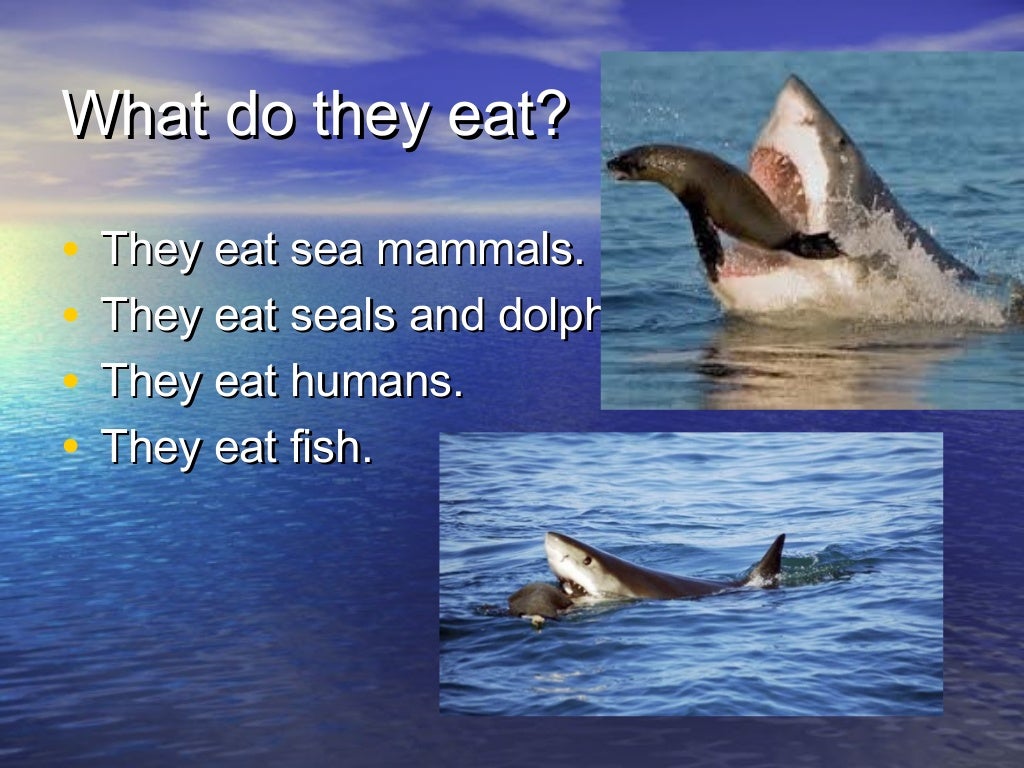 Sharks ESL primary school presentation