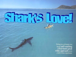 Shark's  Love! 