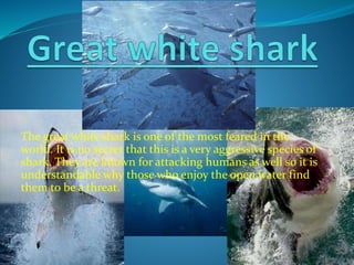 The great white shark is one of the most feared in the
world. It is no secret that this is a very aggressive species of
shark. They are known for attacking humans as well so it is
understandable why those who enjoy the open water find
them to be a threat.
 