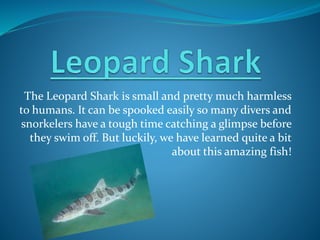 The Leopard Shark is small and pretty much harmless
to humans. It can be spooked easily so many divers and
snorkelers have a tough time catching a glimpse before
they swim off. But luckily, we have learned quite a bit
about this amazing fish!
 