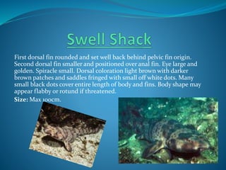 First dorsal fin rounded and set well back behind pelvic fin origin.
Second dorsal fin smaller and positioned over anal fin. Eye large and
golden. Spiracle small. Dorsal coloration light brown with darker
brown patches and saddles fringed with small off white dots. Many
small black dots cover entire length of body and fins. Body shape may
appear flabby or rotund if threatened.
Size: Max 100cm.
 