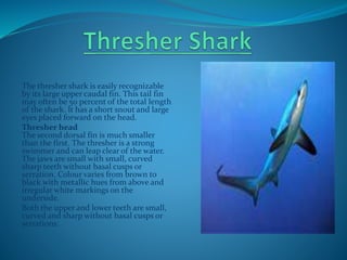 The thresher shark is easily recognizable
by its large upper caudal fin. This tail fin
may often be 50 percent of the total length
of the shark. It has a short snout and large
eyes placed forward on the head.
Thresher head
The second dorsal fin is much smaller
than the first. The thresher is a strong
swimmer and can leap clear of the water.
The jaws are small with small, curved
sharp teeth without basal cusps or
serration. Colour varies from brown to
black with metallic hues from above and
irregular white markings on the
underside.
Both the upper and lower teeth are small,
curved and sharp without basal cusps or
serrations.
 