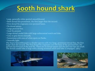 Large, generally white spotted smoothhound.
• Both dorsal fins prominent, the first larger than the second.
• First dorsal fin originates over pectoral bases.
• No dorsal spines.
• Large pectoral fins.
• Anal fin present.
• Large dorsal caudal lobe with large subterminal notch and lobe.
• Grey or grey-brown dorsally.
• Sometimes with rows of white spots on flanks.
• Ventrally light.
The Starry Smoothhound is a slender species with two large, prominent dorsal fins, the first
larger than the second. The first dorsal fin originates over the base of the pectoral fins, the
second just forward of the anal fin. There are no dorsal spines and the free rear tips are small.
The dorsal caudal lobe is large with a strong terminal notch and lobe (Compagno, 1984).
 