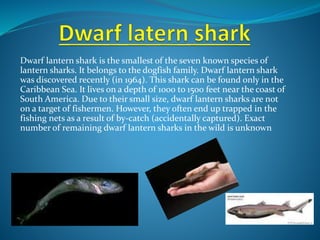 Dwarf lantern shark is the smallest of the seven known species of
lantern sharks. It belongs to the dogfish family. Dwarf lantern shark
was discovered recently (in 1964). This shark can be found only in the
Caribbean Sea. It lives on a depth of 1000 to 1500 feet near the coast of
South America. Due to their small size, dwarf lantern sharks are not
on a target of fishermen. However, they often end up trapped in the
fishing nets as a result of by-catch (accidentally captured). Exact
number of remaining dwarf lantern sharks in the wild is unknown
 