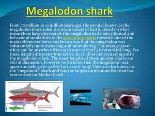 From 70 million to 10 million years ago, the wonder known as the
megalodon shark ruled the warm waters of Earth. Based on what
researchers have discovered, the megalodon had many physical and
behavioral similarities to the great white shark; however, one of the
main differences between the two was that the megalodon was
substantially more menacing and intimidating. The average great
white can be anywhere from 15 to over 20 feet (4 to over 6 m) long. Yes
these lengths are pretty impressive, but it does not even compare to
the megalodon shark. The exact lengths of these ancient sharks are
still in discussion, however, we do know that the megalodon was
approximately 40 to 70 feet (12 to 21m) long! They are also known as
the “megatooth” shark and was the largest carnivorous fish that has
ever existed on Mother Earth
 
