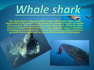 The whale shark, whose scientific name is Rhincodon typus, is the
largest fish in the oceans. These giants are estimated to grow to lengths
of over 50 feet. This means that an adult whale shark will be the same
size as a common yellow school bus. Just imagine seeing a school bus
swimming at you underwater—except that this school bus would be a
greenish-brown color and be covered by hundreds of white spots.
 