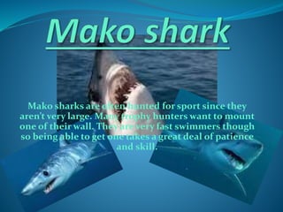 Mako sharks are often hunted for sport since they
aren’t very large. Many trophy hunters want to mount
one of their wall. They are very fast swimmers though
so being able to get one takes a great deal of patience
and skill.
 