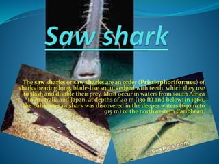 The saw sharks or saw sharks are an order (Pristiophoriformes) of
sharks bearing long, blade-like snouts edged with teeth, which they use
to slash and disable their prey. Most occur in waters from south Africa
to Australia and Japan, at depths of 40 m (130 ft) and below; in 1960,
the Bahamas saw shark was discovered in the deeper waters (640 m to
915 m) of the northwestern Caribbean.
 