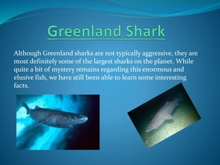 Although Greenland sharks are not typically aggressive, they are
most definitely some of the largest sharks on the planet. While
quite a bit of mystery remains regarding this enormous and
elusive fish, we have still been able to learn some interesting
facts.
 