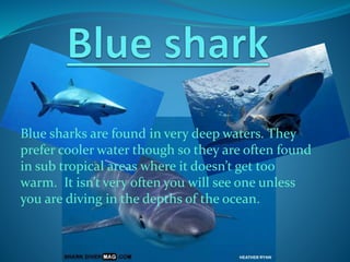 Blue sharks are found in very deep waters. They
prefer cooler water though so they are often found
in sub tropical areas where it doesn’t get too
warm. It isn’t very often you will see one unless
you are diving in the depths of the ocean.
 