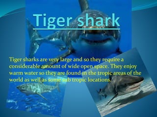 Tiger sharks are very large and so they require a
considerable amount of wide open space. They enjoy
warm water so they are found in the tropic areas of the
world as well as some sub tropic locations.
 