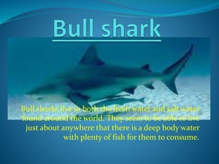 Bull sharks live in both the fresh water and salt water
found around the world. They seem to be able to live
just about anywhere that there is a deep body water
with plenty of fish for them to consume.
 