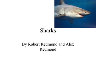 Sharks By Robert Redmond and Alex Redmond 