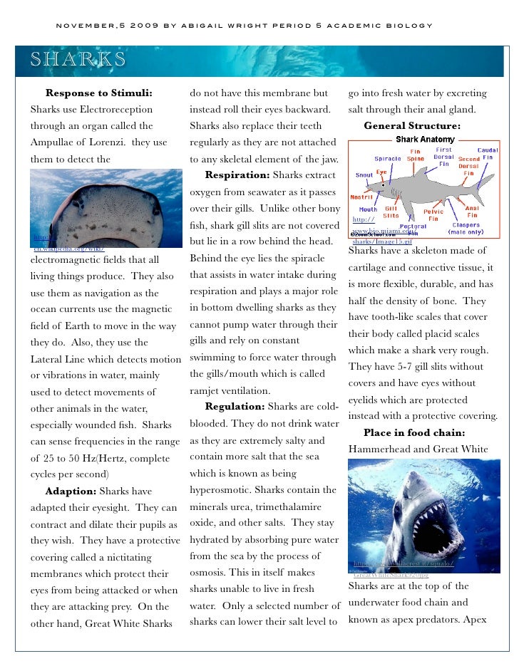 shark essay introduction