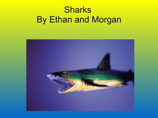 Sharks  By Ethan and Morgan 