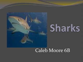 Sharks Caleb Moore 6B 