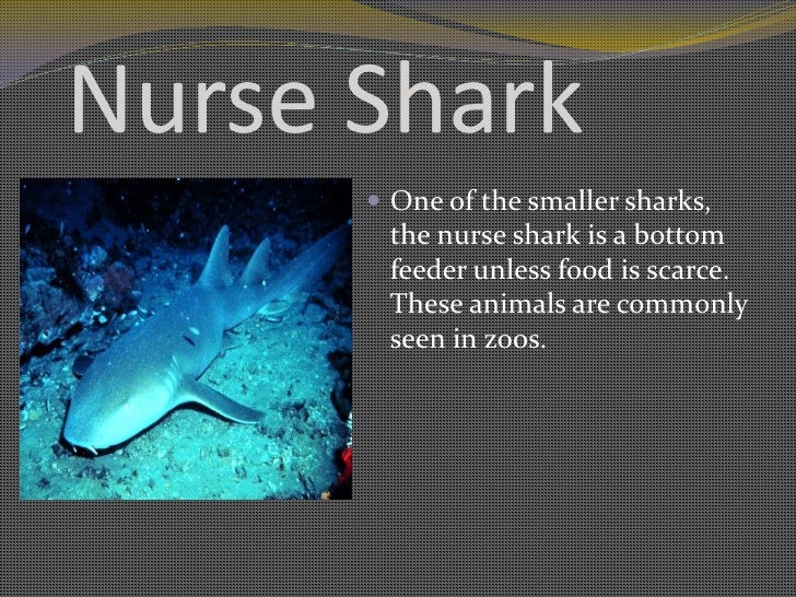 Sharks Caleb