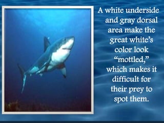A white underside and gray dorsal area make the great white’s color look “mottled,” which makes it difficult for their prey to spot them. 