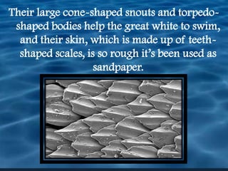 Their large cone-shaped snouts and torpedo-shaped bodies help the great white to swim, and their skin, which is made up of teeth-shaped scales, is so rough it’s been used as sandpaper. 