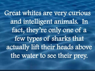 Great whites are very curious and intelligent animals.  In fact, they’re only one of a few types of sharks that actually lift their heads above the water to see their prey.