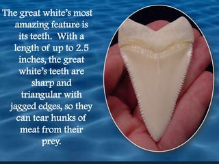 The great white’s most amazing feature is its teeth.  With a length of up to 2.5 inches, the great white’s teeth are sharp and triangular with jagged edges, so they can tear hunks of meat from their prey. 