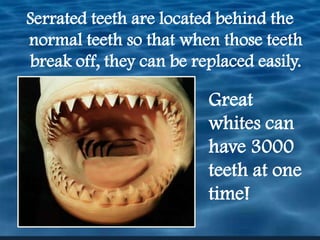 Serrated teeth are located behind the normal teeth so that when those teeth break off, they can be replaced easily.  Great whites can have 3000 teeth at one time!