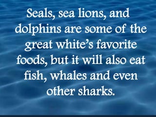 Seals, sea lions, and dolphins are some of the great white’s favorite foods, but it will also eat fish, whales and even other sharks. 