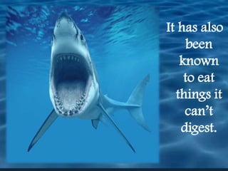 It has also been known to eat things it can’t digest.