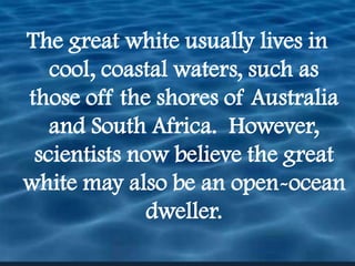 The great white usually lives in cool, coastal waters, such as those off the shores of Australia and South Africa.  However, scientists now believe the great white may also be an open-ocean dweller.