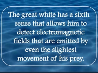 The great white has a sixth sense that allows him to detect electromagnetic fields that are emitted by even the slightest movement of his prey.