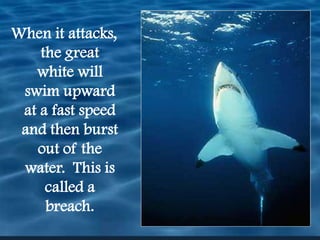 When it attacks, the great white will swim upward at a fast speed and then burst out of the water.  This is called a breach.