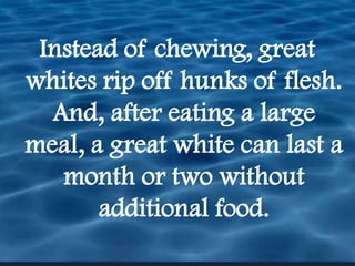 Instead of chewing, great whites rip off hunks of flesh.  And, after eating a large meal, a great white can last a month or two without additional food.