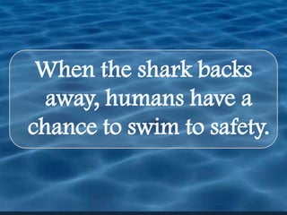 When the shark backs away, humans have a chance to swim to safety.