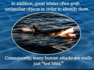 In addition, great whites often grab unfamiliar objects in order to identify them. Consequently, many human attacks are really just “test bites.”