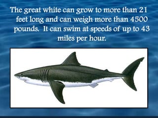 The great white can grow to more than 21 feet long and can weigh more than 4500 pounds.  It can swim at speeds of up to 43 miles per hour.