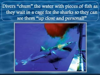 Divers “chum” the water with pieces of fish as they wait in a cage for the sharks so they can see them “up close and personal!”