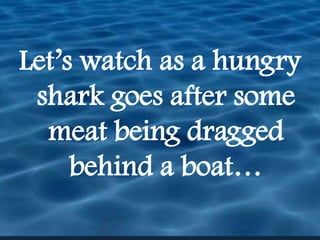 Let’s watch as a hungry shark goes after some meat being dragged behind a boat…