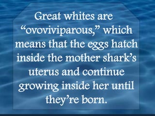 Great whites are “ovoviviparous,” which means that the eggs hatch inside the mother shark’s uterus and continue growing inside her until they’re born.  