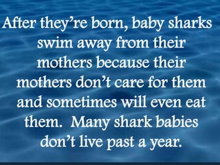 After they’re born, baby sharks swim away from their mothers because their mothers don’t care for them and sometimes will even eat them.  Many shark babies don’t live past a year.