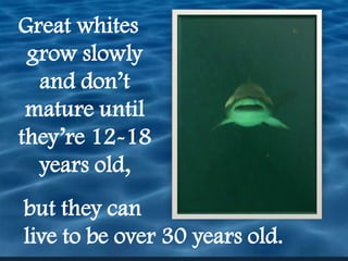 Great whites grow slowly and don’t mature until they’re 12-18 years old,but they can live to be over 30 years old.